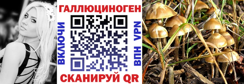 Псилоцибиновые грибы Psilocybine cubensis  цена   hydra ссылки  Туран 